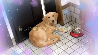 我が家に３匹目の家族（犬）がやってきた。