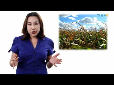 Learn Biology: Genetically Modified Organisms