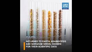 IAEA Investigates Effects Of Cosmic Radiation On Seeds | Developing | Dawn News English