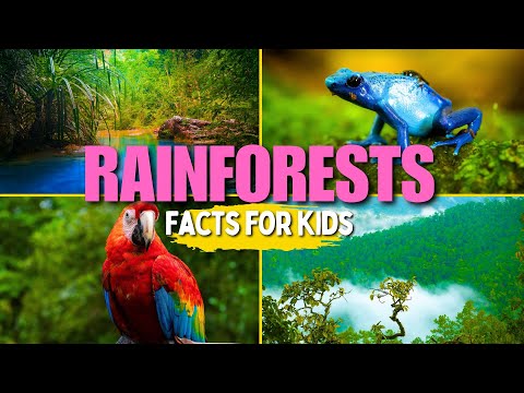 Learn All About Rainforests (Facts for Kids)