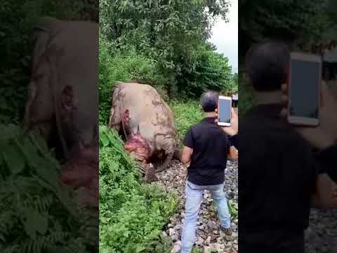 An elephant accident by train