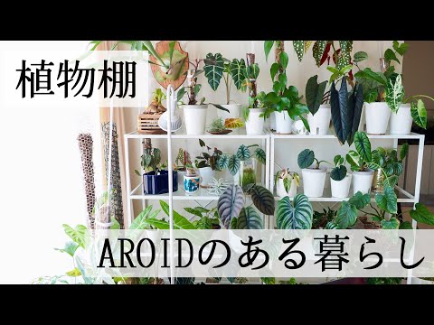 Details of my aroid plant shelf setup!