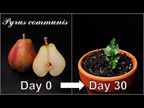 How to grow European pear｜Growing pear from seed｜How to grow #72 European pear｜Eng Sub