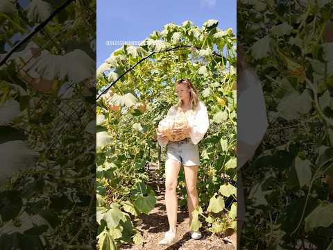 🎃 pumpkin tunnels are cool, biodiversity is cooler #garden