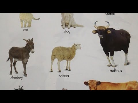 Animals name #abcd #janwar#clock24 #niharika #play school