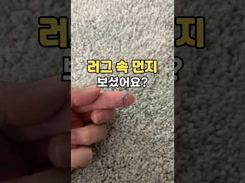 러그 청소 세탁 관리 장모 단모 러그 카페트  청소