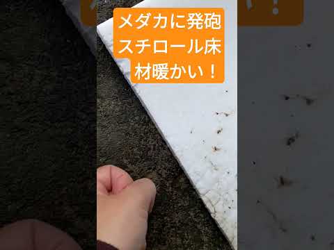 メダカの床材に発泡スチロールめちゃ暖かい！寒波くる#コメリ