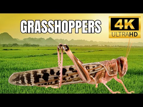 Grasshoppers Uncovered: Secrets of Survival, Camouflage, and the Power of the Jump!