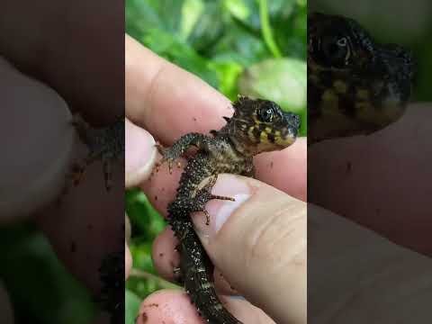 Screaming Baby Mini Dragon UPDATE! Red-eyed crocodile skink (Tribolonotus gracilis)  #lizard