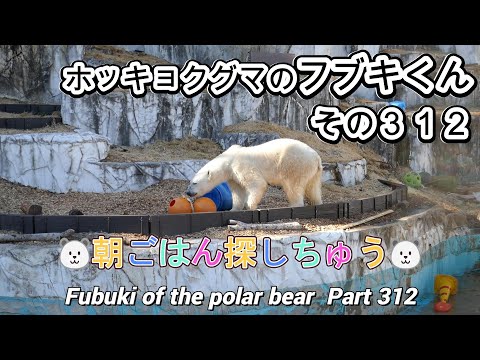 ホッキョクグマのフブキくん（３１２）🐻‍❄️朝ごはん探しちゅう🐻‍❄️（東山動植物園）Fubuki of the polar bear Part 312