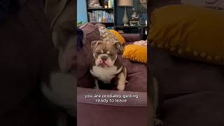 Bulldog Sass #bulldog #househipo #sassy #funnydogs