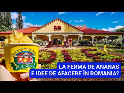 La o FERMA de ANANAS - NU CRESTE in COPAC! Cum se RECOLTEAZA ANANASUL pe PLANTATIE! Idee de afaceri?