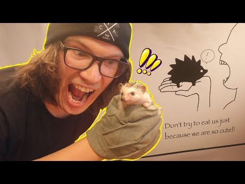 Do Not Visit the Hedgehog Cafe in Japan