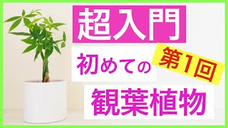 【超入門シリーズ】観葉植物のはじめ方【Vol.1】