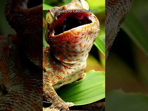 Amazing Gecko Life: Daily Habits and Incredible Abilities! #shorts