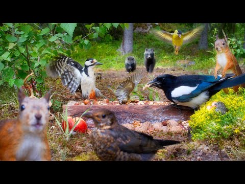 Pet TV😺Squirrels Birds & More -Tanuki Puppies and Nature Fun for All