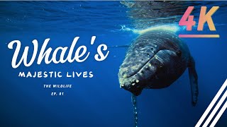 The Wildlife - The Majestic Lives of Whales: Behaviors of the Ocean Giants - Ep.01