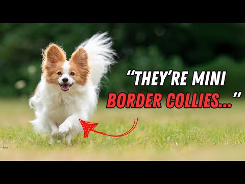 Things ONLY Papillon Parents Can Truly Understand (Really)