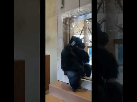 愛しの🦍ｼｬﾊﾞｰﾆ💕 ヾ(o≧∀≦o)ﾉﾞ