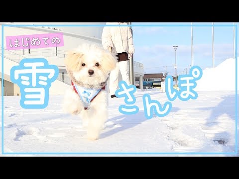 【雪さんぽ❄️】はじめての雪遊びでテンションが上がるチワプーが可愛い【＃040】The first snow play! A cute puppy taking a walk