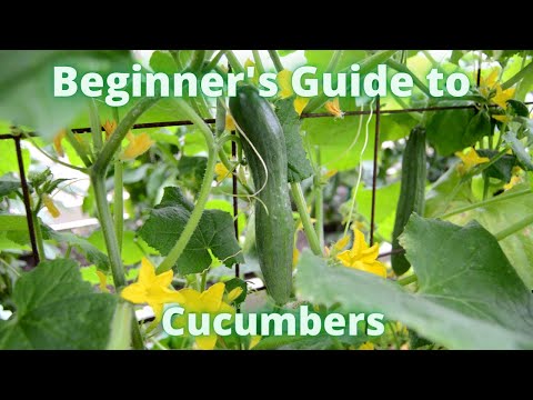 Beginner's guide to cucumbers