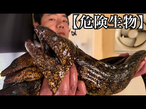 [Dangerous creatures] Japan's best moray eel handling expert