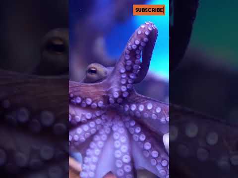 Giant Pacific Octopus: The Ocean’s Ultimate Master of Disguise!