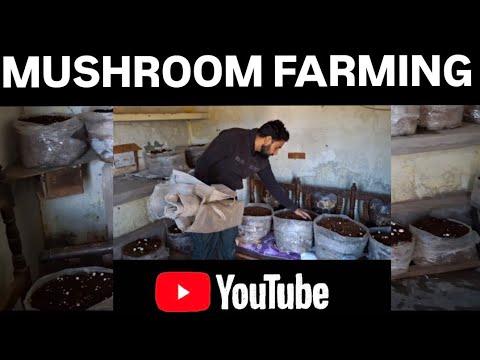 Mushroom farming business in India 20 BAGS farming How to manageroomMushroom Compostwatering process