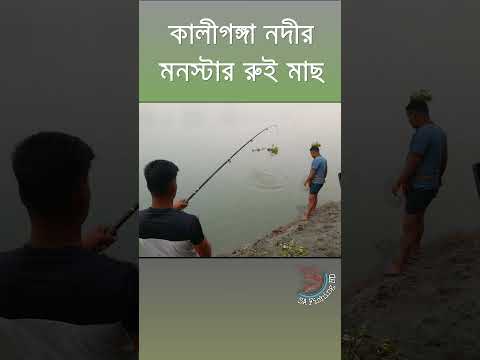 আবার ও বিশাল রুই মাছ শিকার করলাম । #fishingshorts #fishing