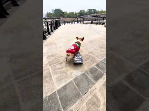 #corgi smooth skateboarding after Lunar Year festival. #smartdogs #skateboardingdog