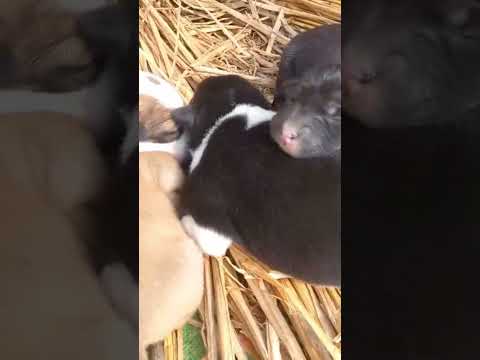 These little puppies r ❤ soo awesome #song #tamil #music #puppy #dog