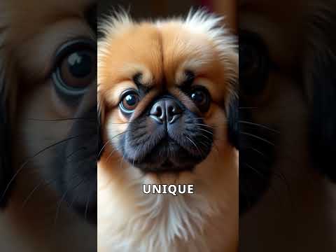 The Pekingese: A Tale of Imperialism, Intrigue, and Insatiable Cuteness