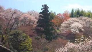 Yoshinoyama (Mount Yoshino) Japan cherry blossom capital