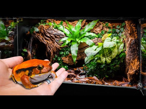 Easy Tropical Frog Paradise (DIY Vivarium)