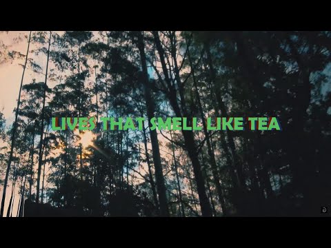 Lives that smell like tea| Munnar| Tea Plantations