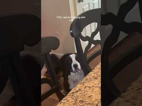 Bernese Mountain Dog Funny Video