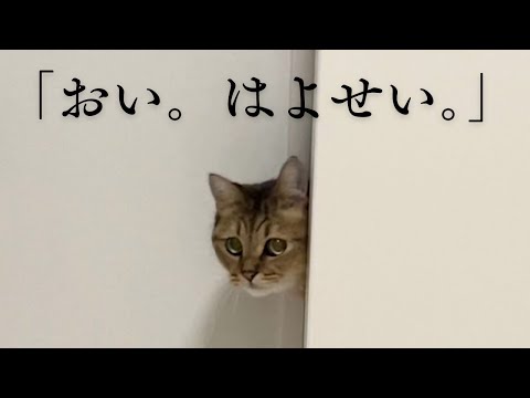 寝坊したパパを入念に優しく説教する猫こちらです(笑)