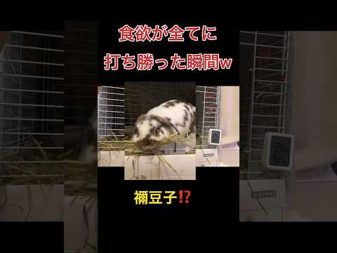 どんなことより食欲が勝るうさぎ笑/うさぎの偽妊娠/ #うさぎ #癒し #うさぎとの生活 #40代 #可愛い #うさぎと暮らす #うちのうさぎ #ペット #かわいい