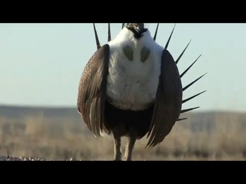 Greater Sage Grouse’s Mating Call: Strutting/Animal Mating Video