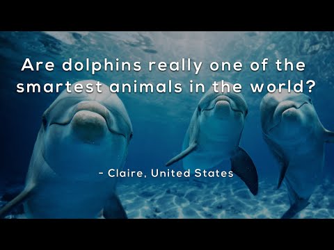 Are dolphins really one of the smartest animals in the world?