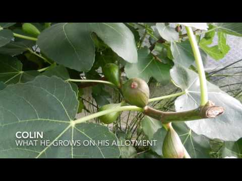 Colin describes what he grows on his UK allotment