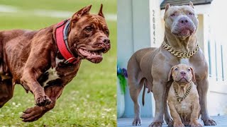 5 Types of Pitbull Dog Breeds You Should Know