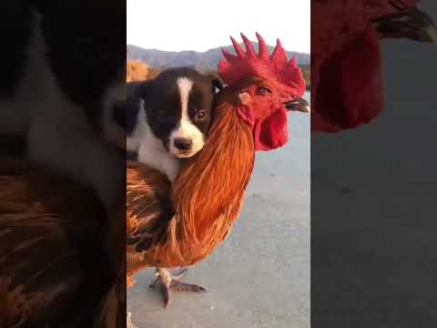 A playful puppy rides on a chicken’s shoulder in this heartwarming moment!  #CuteAnimals #PureJoy