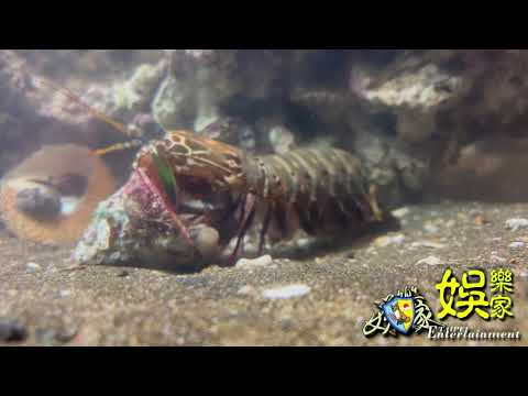 ￼寄居蟹 VS 雀尾螳螂蝦們用餐中🦐 皮皮蝦🦐😂😂 蝦蛄🦐Mantis shrimp 海地生物殺手 自帶慶記的殺手🥷#OriginMedia2030#自動觀看 #原創傳媒株式會社2030