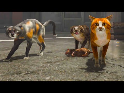 Adopting A New Cat CopyCat Full Game