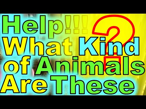 Help!!! What Kind of Animals Are These?