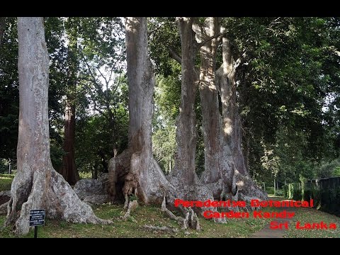 Botanical Garden Kandy, PERADENIYA  Sri Lanka Photoshow with Music