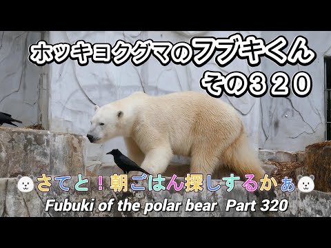 ホッキョクグマのフブキくん（３２０）🐻‍❄️さてと朝ごはん探しするかぁ🐻‍❄️（東山動植物園）Fubuki of the polar bear Part 320