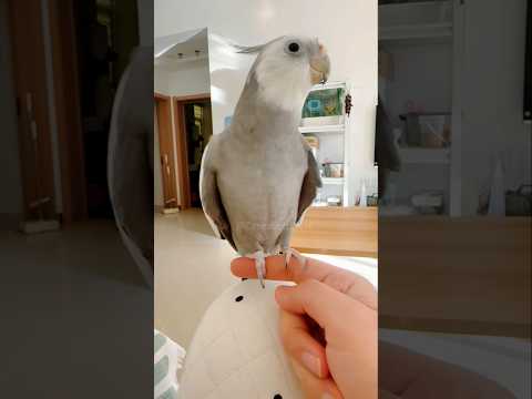 Adorable Cockatiel Skyler's Cute Singing Moments 🎶🦜🥰 #cockatielscraze #birdsinging #cutepets