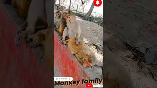 #bandar #funny #2022trends #viral #animal #trending #youtubeshorts #trending2022 #cutebaby #cute